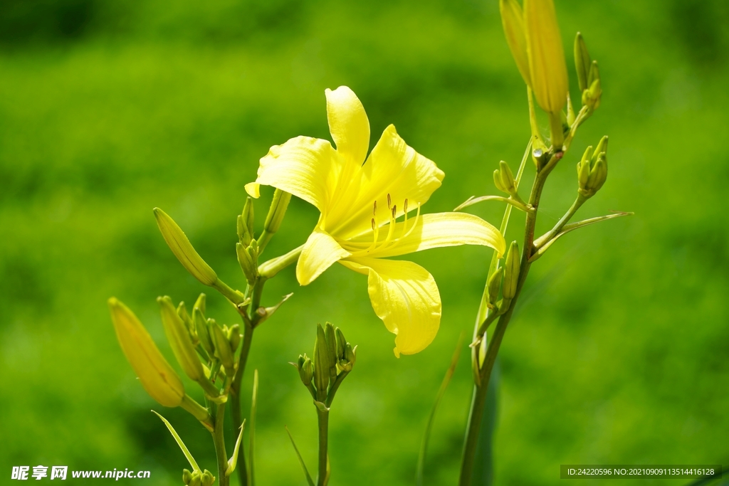 鲜花
