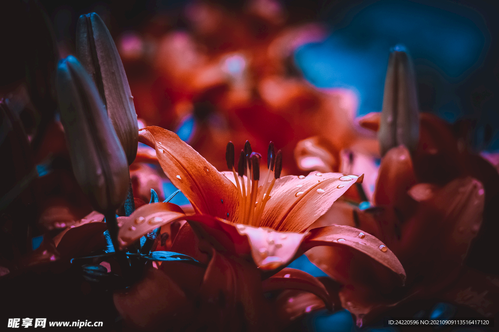 鲜花