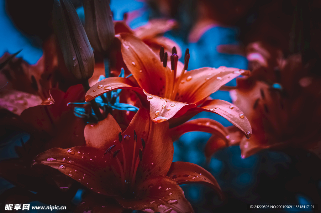 鲜花