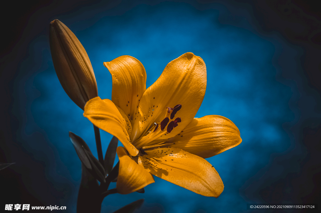 鲜花