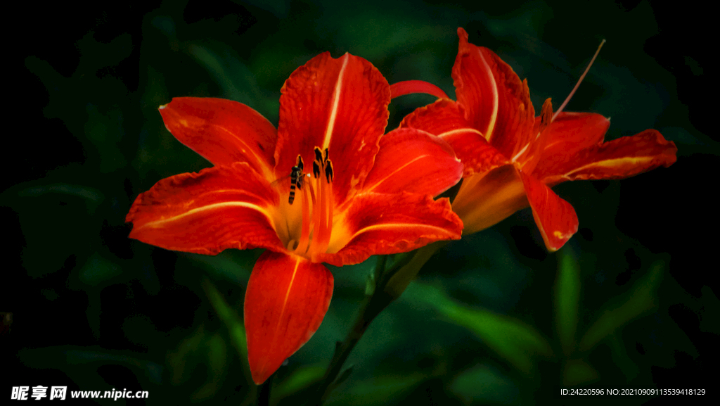 鲜花