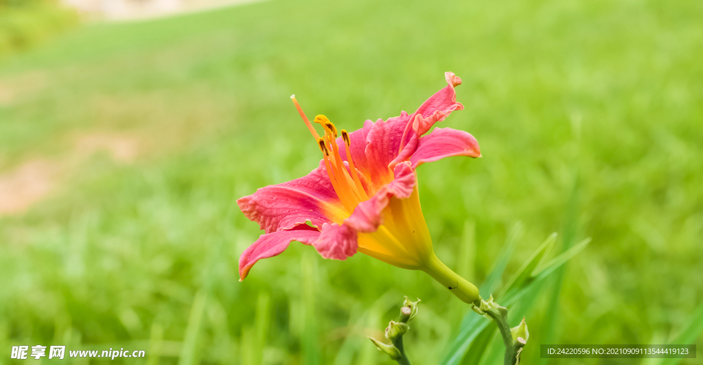 鲜花