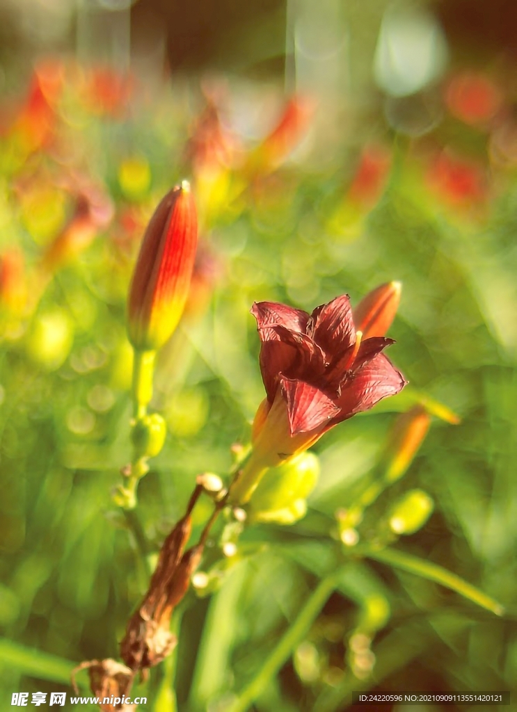 鲜花