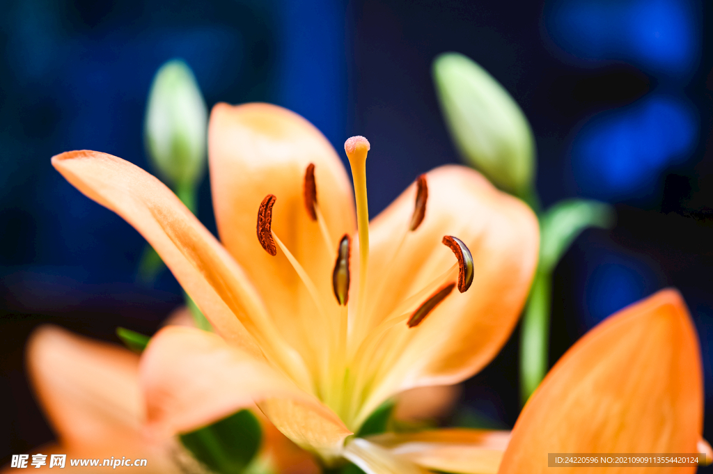 鲜花
