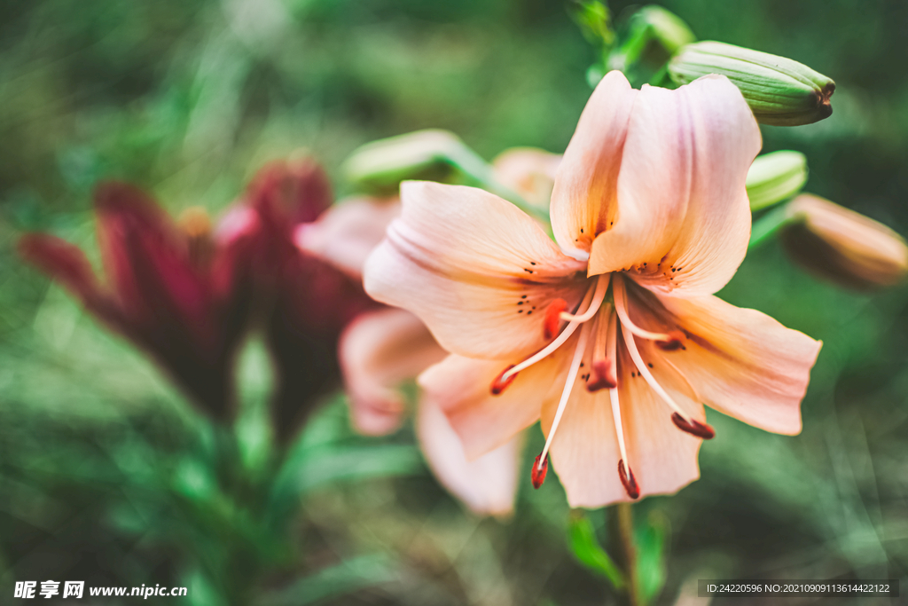 鲜花