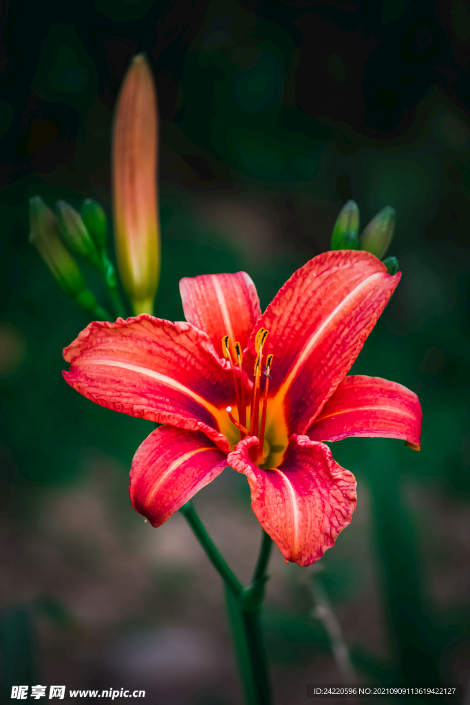 鲜花