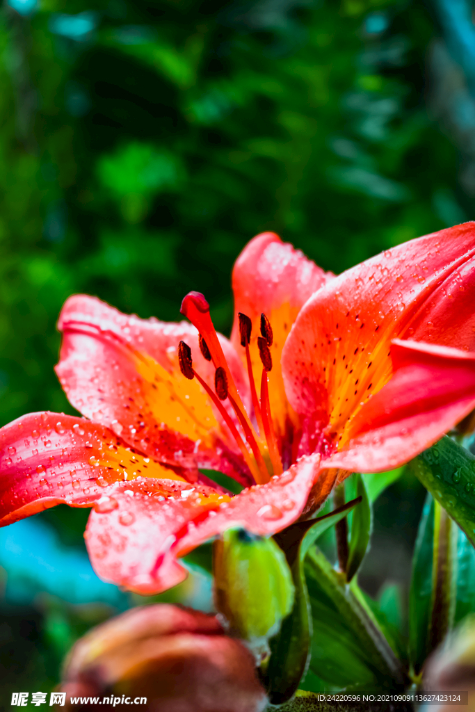 鲜花