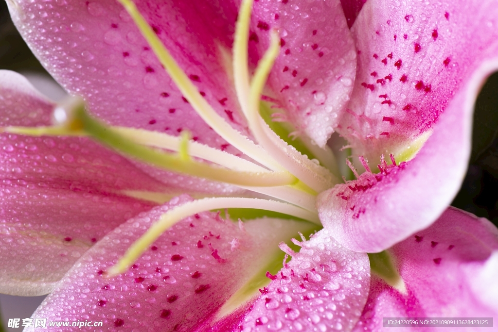 鲜花