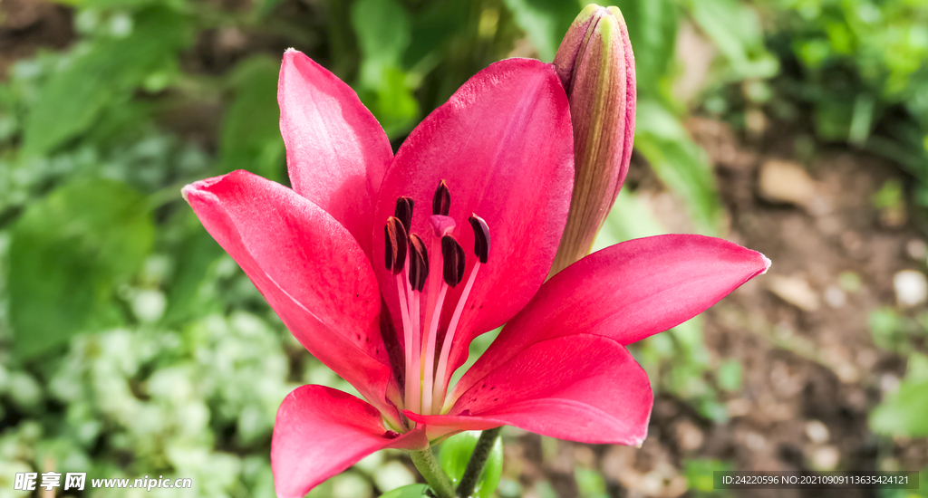 鲜花