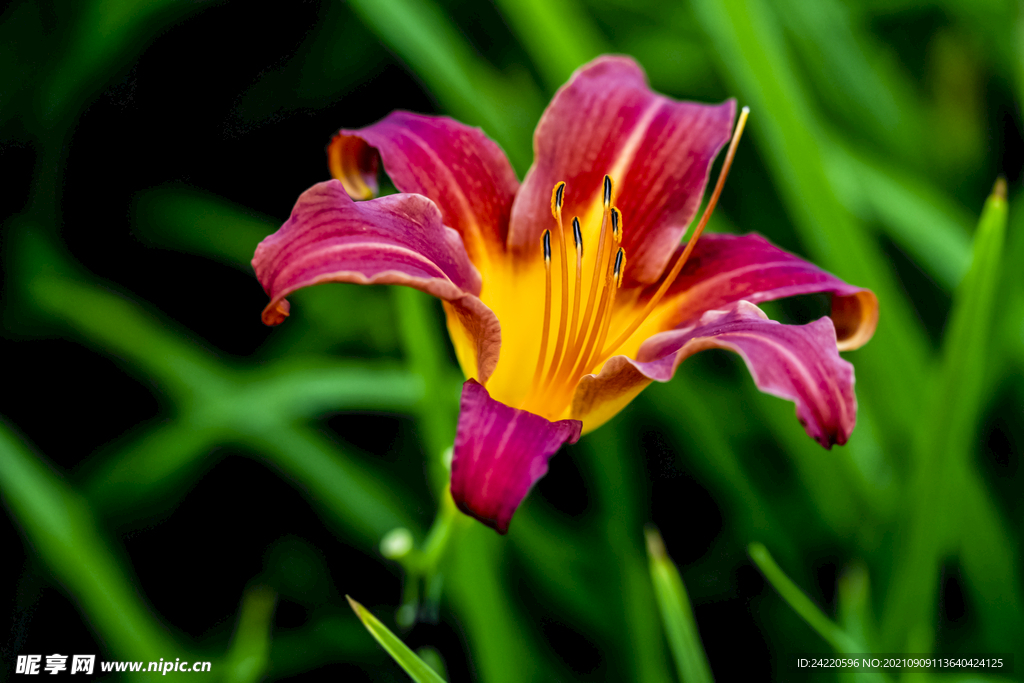 鲜花
