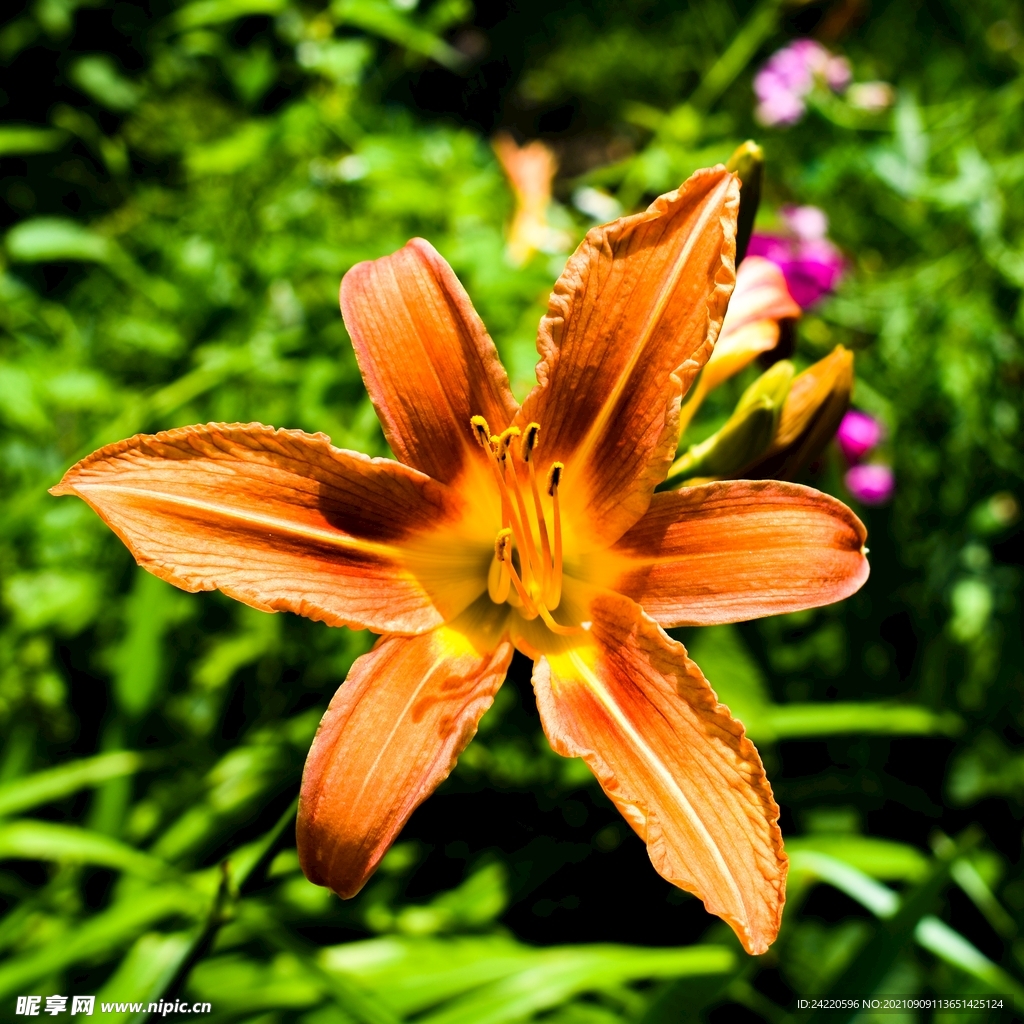 鲜花