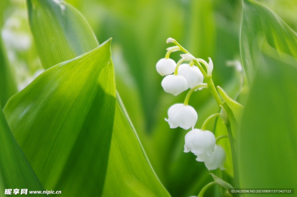 鲜花