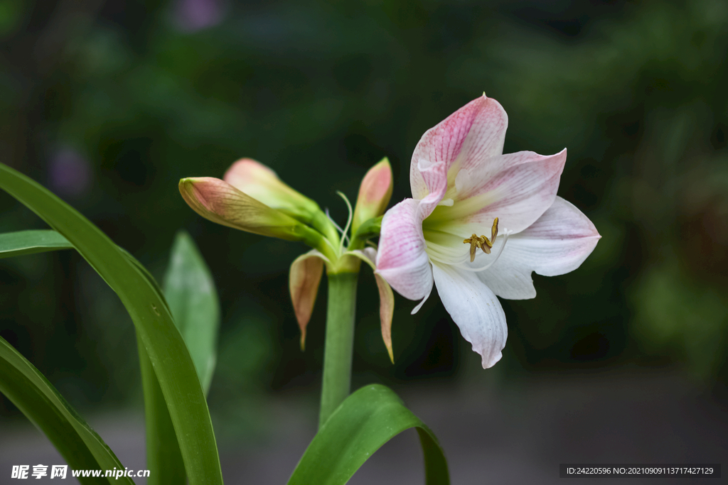 鲜花