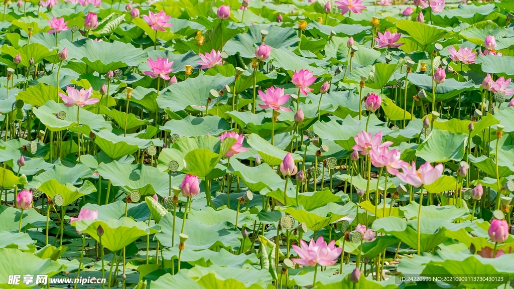 荷花