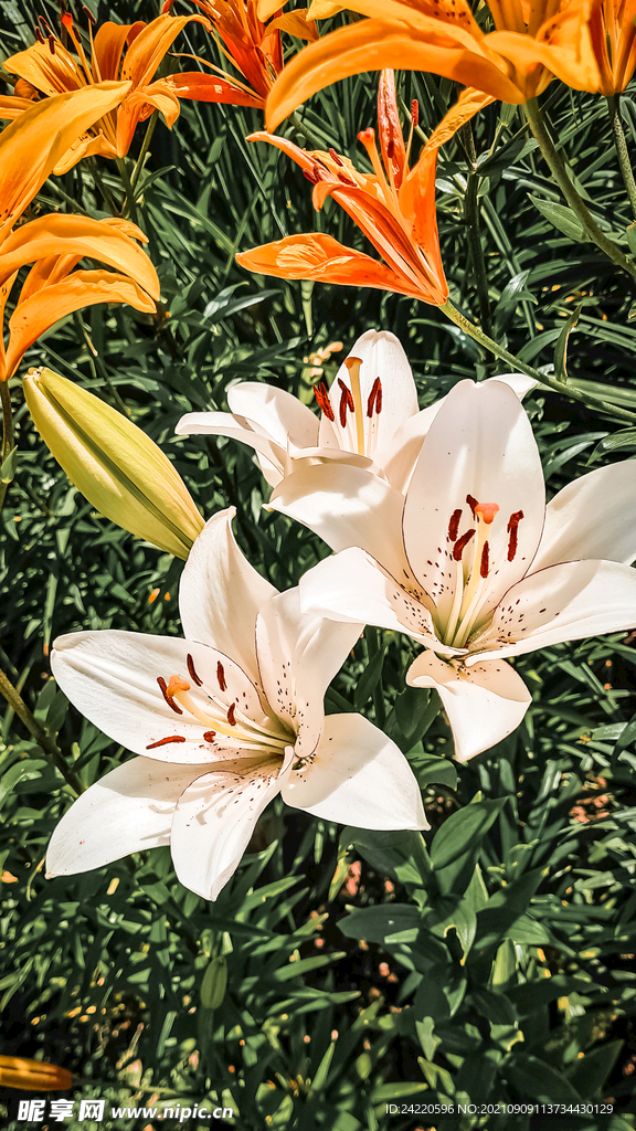 鲜花