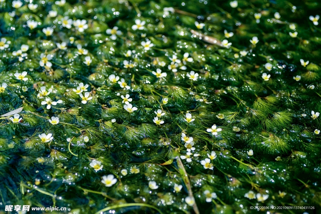 鲜花