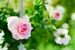 玫瑰花