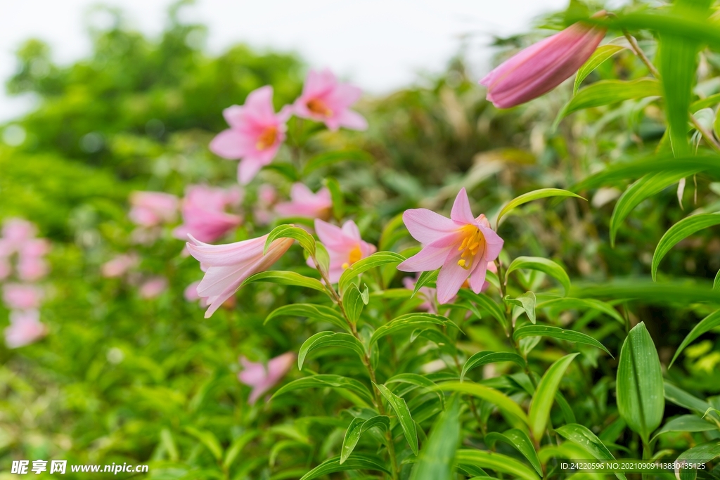 鲜花