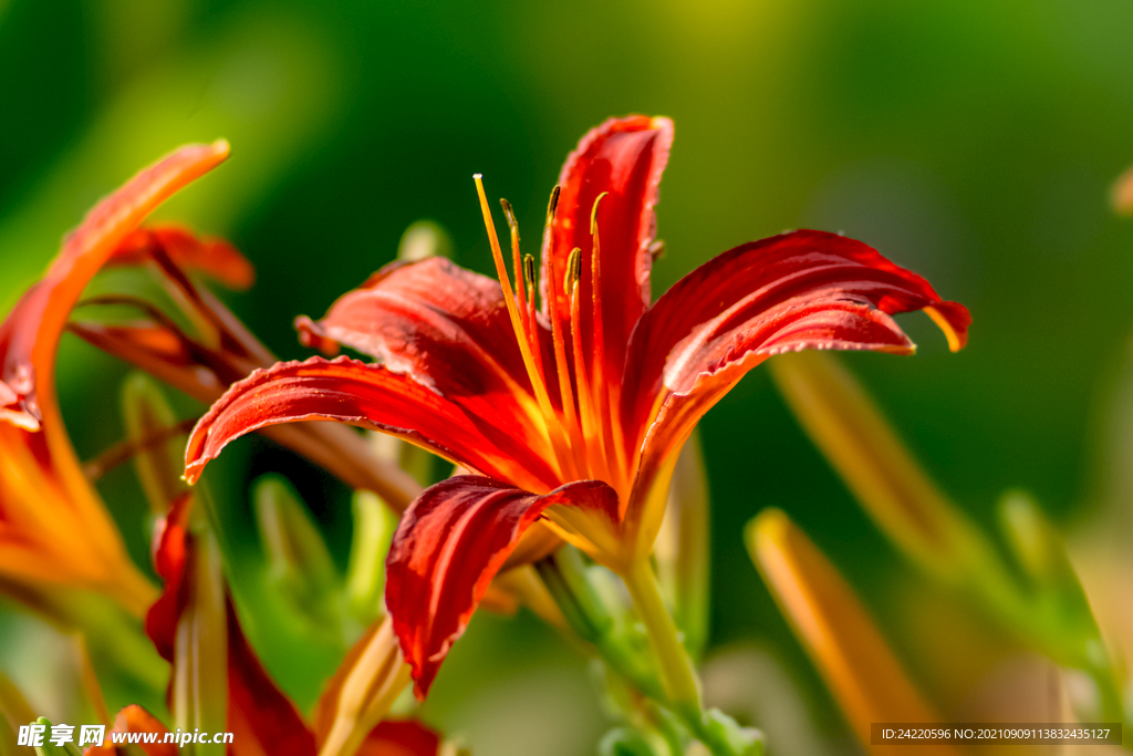 鲜花