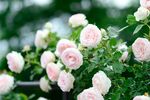 玫瑰花