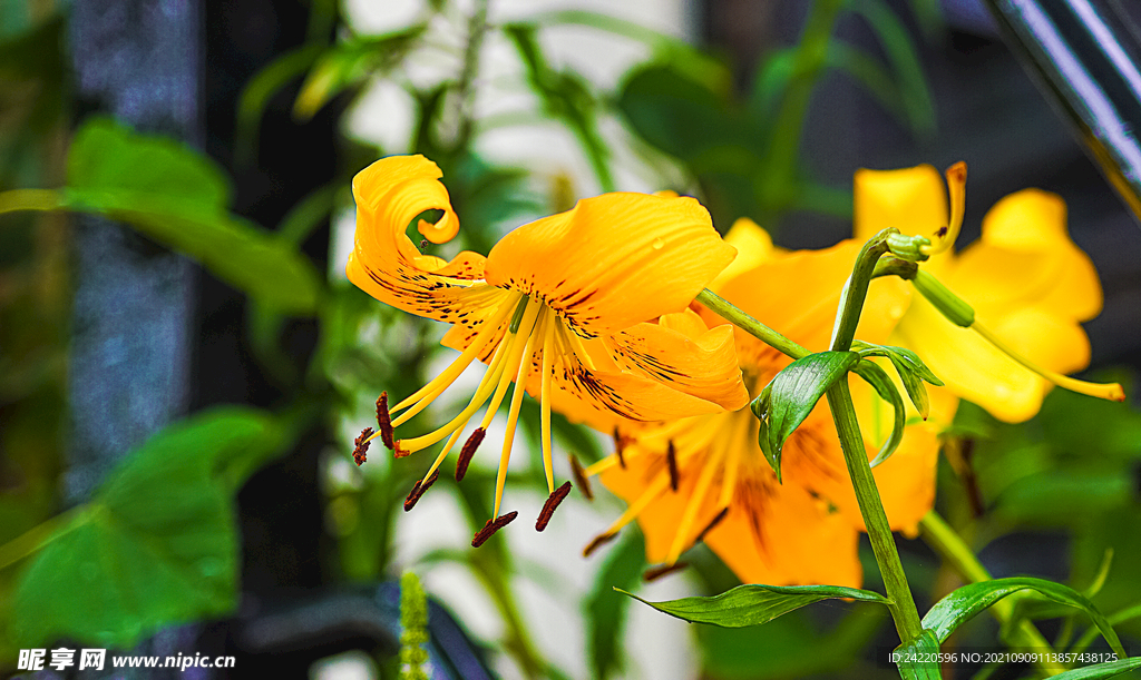 鲜花