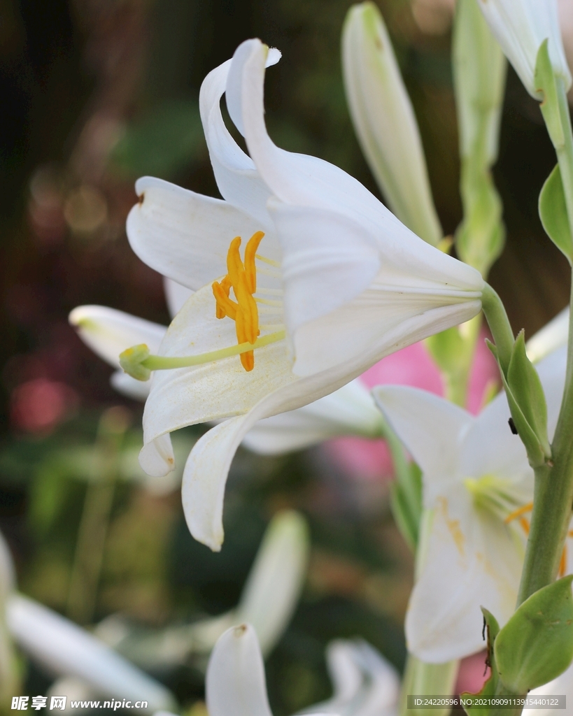 鲜花