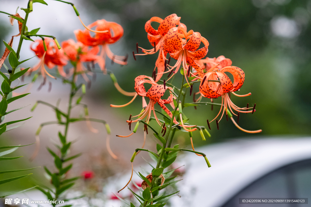 鲜花