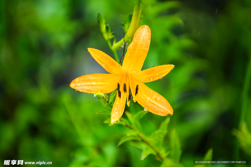 鲜花