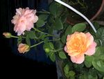 果汁阳台月季花
