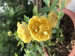 金丝雀 月季花
