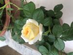 黄色玫瑰花