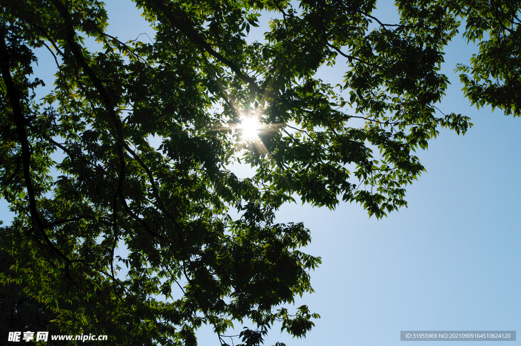 太陽 和 树木
