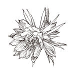 矢量花朵植物手绘素材