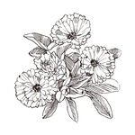 矢量花朵植物手绘线稿插画素材