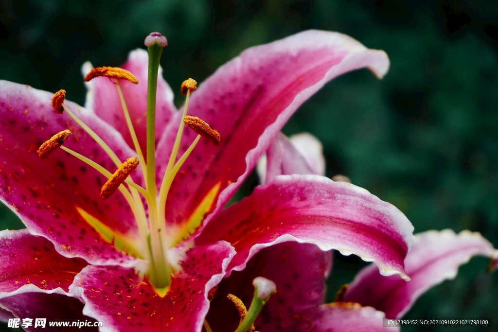 百合花
