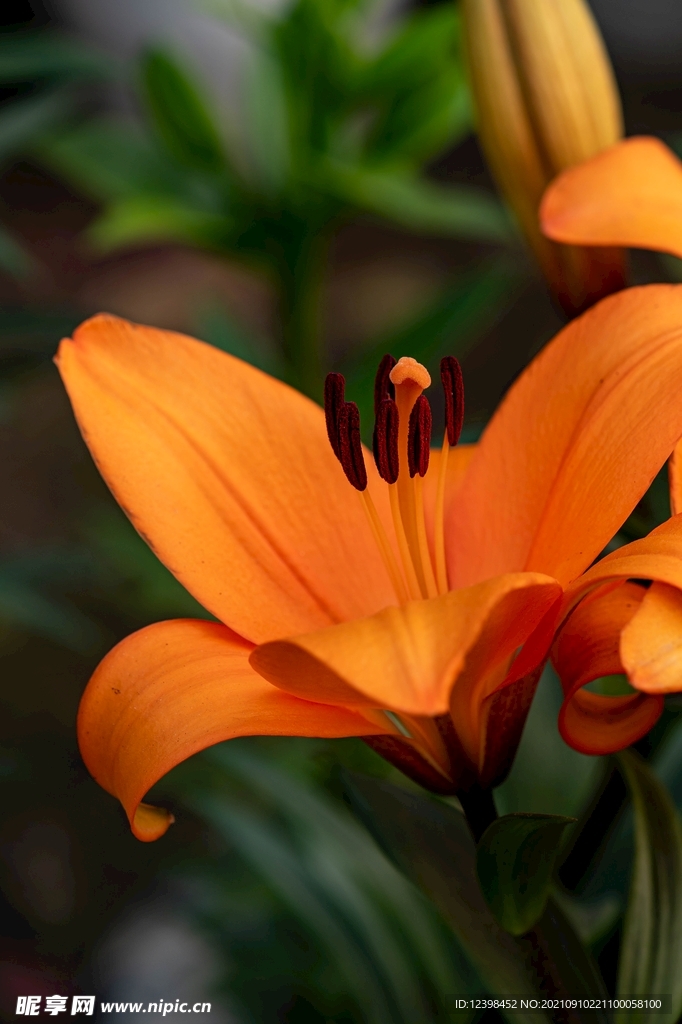 百合花