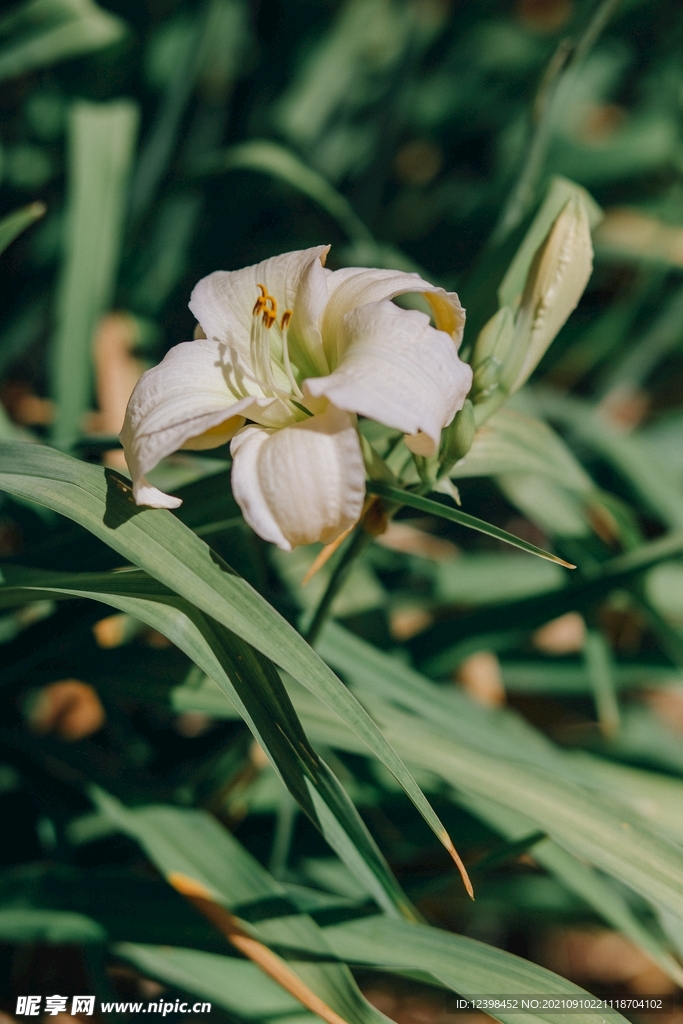 百合花