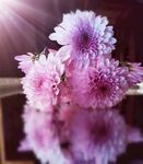 紫色的花