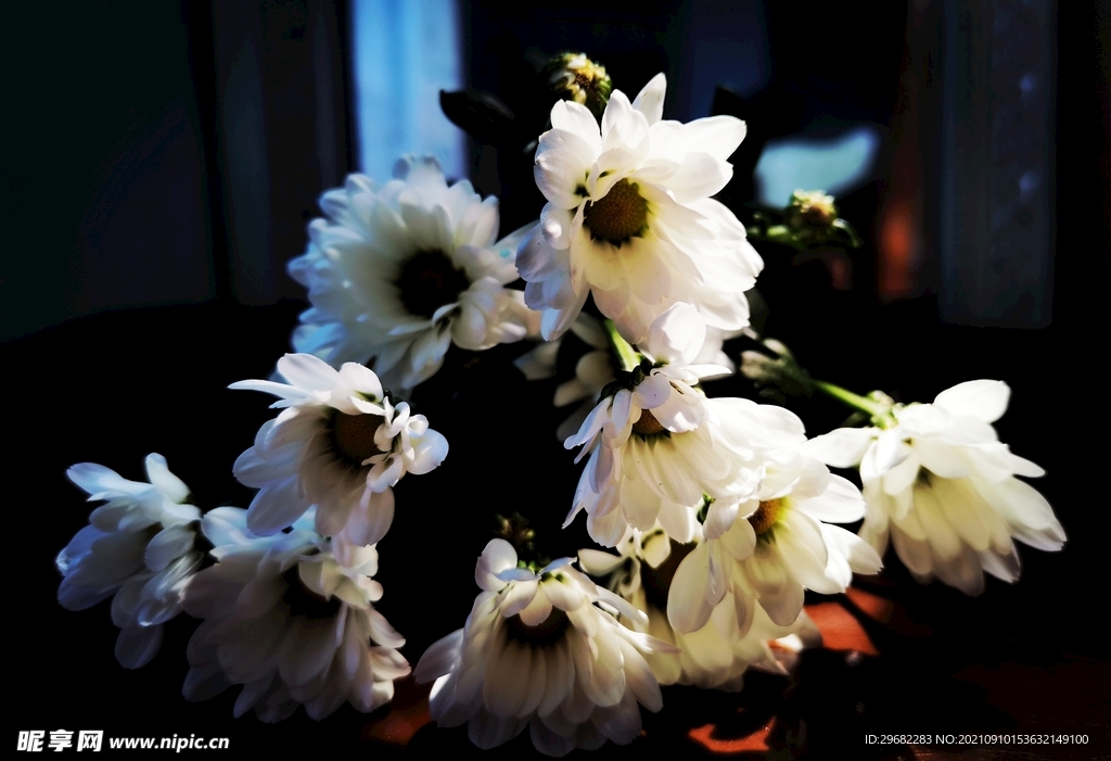 夜晚白色的花