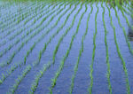田地农田