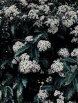 白色小花背景
