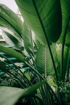 天堂鸟植物背景