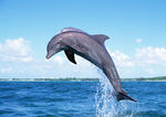 海豚一跃