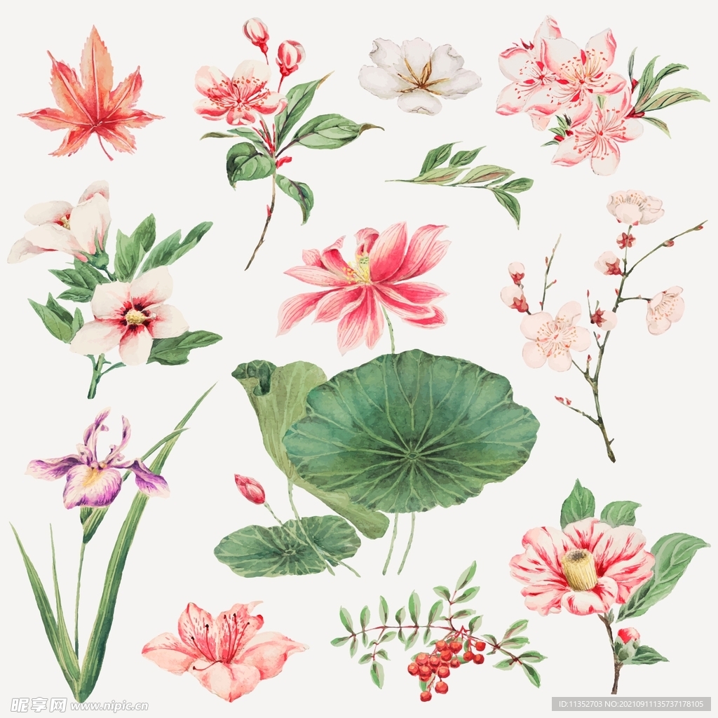 花卉手绘素材