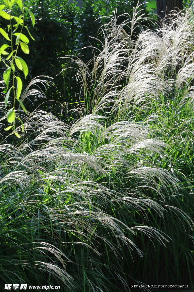 荻草风景