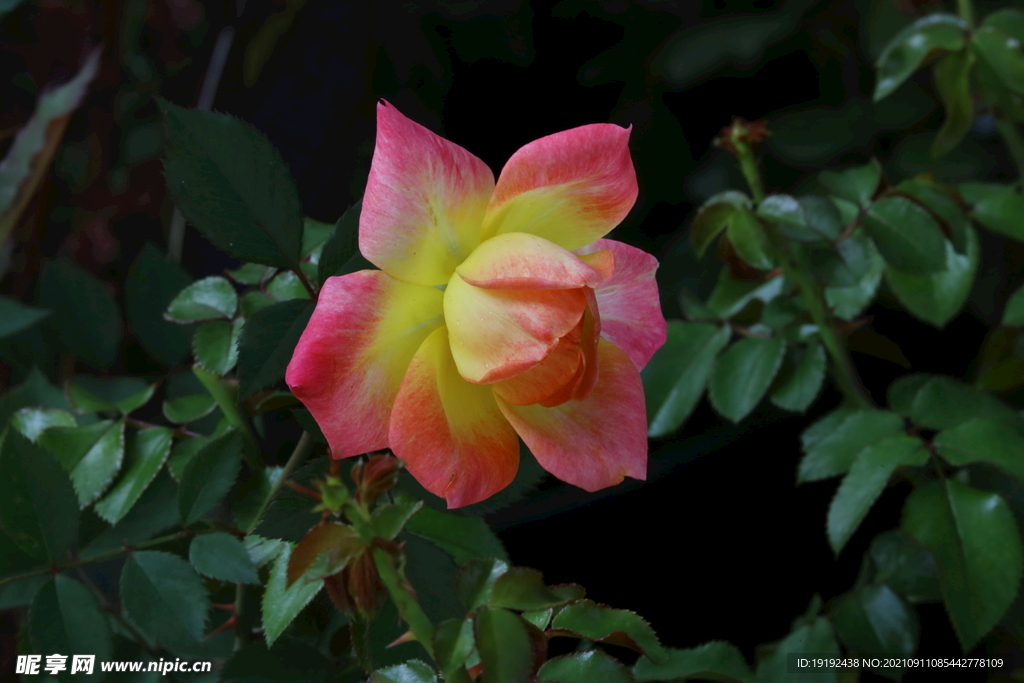 月季花 