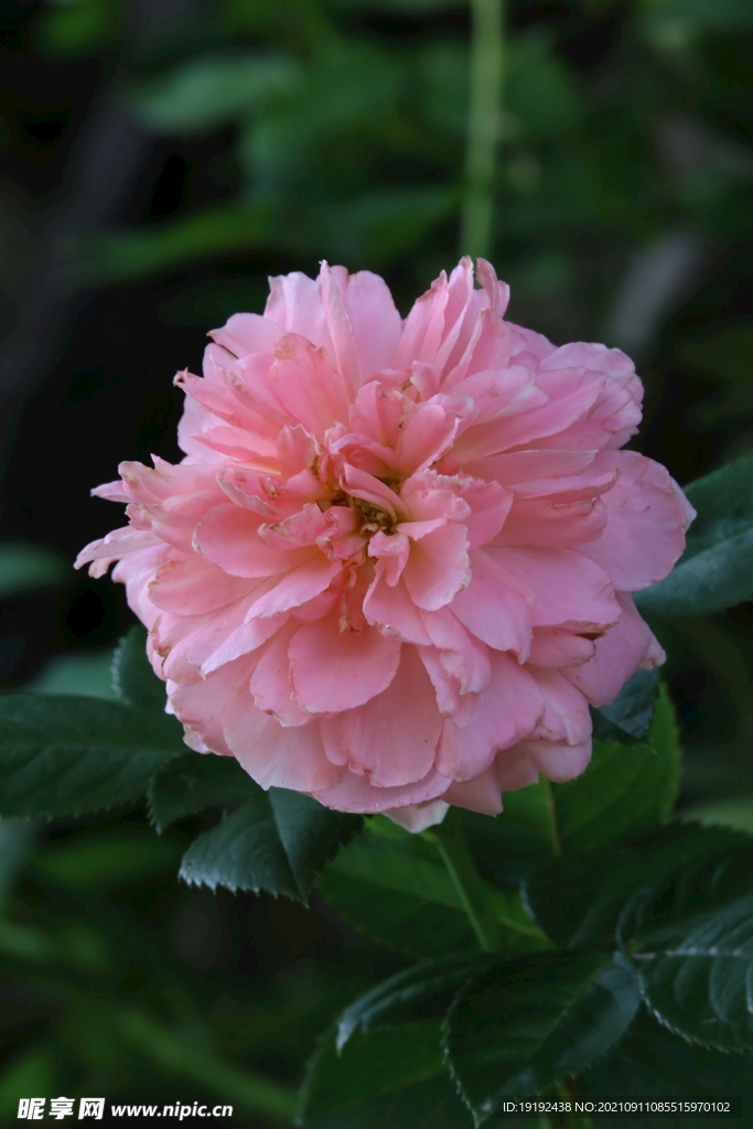 月季花 