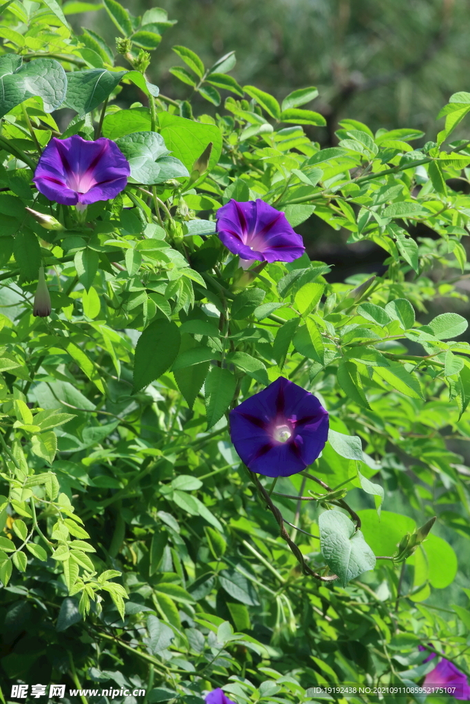 圆叶牵牛花