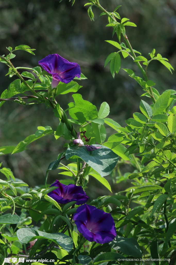 圆叶牵牛花