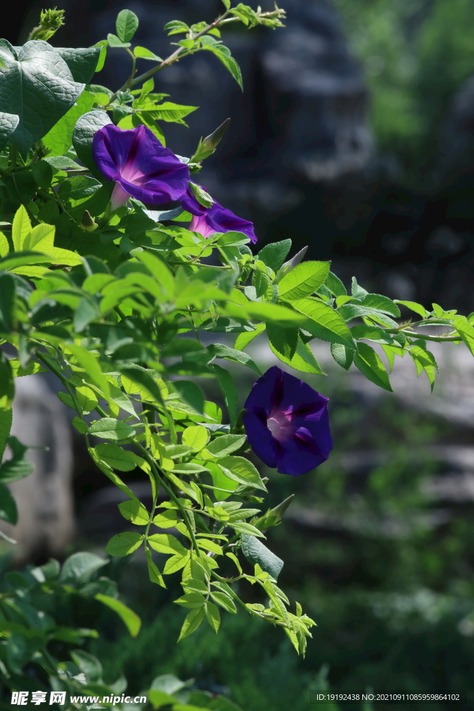 圆叶牵牛花 